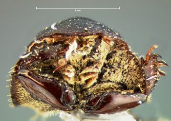 Media type: image;   Entomology 34304 Aspect: head frontal view